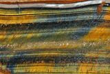 Polished Tiger's Eye Section - South Africa #128460-1